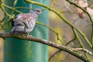 Speckled Rock Pigeon Perched in a Tree