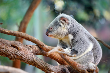 A koala on a eucalyptus gum tree in Australia