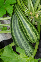 pear-shaped pumpkin in the garden