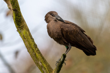 Hamerkop Perched on a Broken Tree Limb
