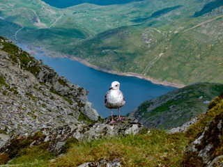 seagull on rock of mount snowdon
