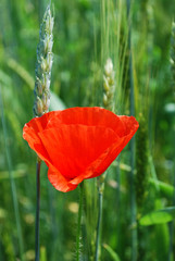 red poppy in a field