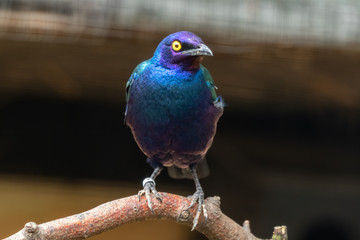 Purple Glossy Starling Perched on a Tree
