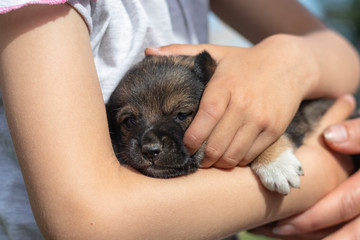 little girl holding a little puppy in her arms. close-up.