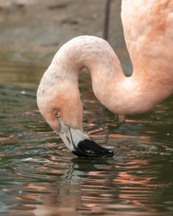 Head Shot of a Pink Flamingo
