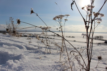 snowy winter field with dried plants