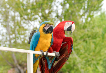 Pair of multi-colored macaw parrots