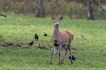 Naklejka na ściany i meble Female Roe Deer in a Field Looking Forward