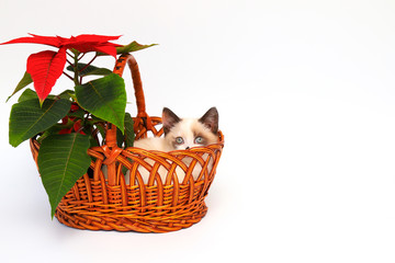 Fototapeta na wymiar Cute white kitten with brown ears, British Shorthair, peeps out an orange basket with red flower on a white background, isolate. Little beautiful cat with blue eyes. Charming pet.