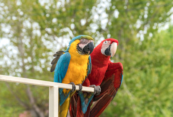 Pair of multi-colored macaw parrots