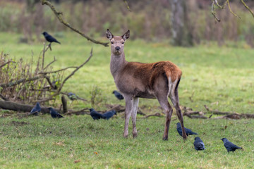 Female Roe Deer in a Field Looking Forward