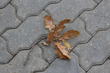 sprig of oak with yellow leaves on paving slabs