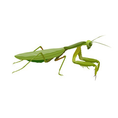 Praying mantis predatory insect vector realistic illustration