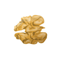 Walnut kernel isolated on white background vector illustration