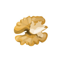 Walnut kernel isolated on white background vector illustration