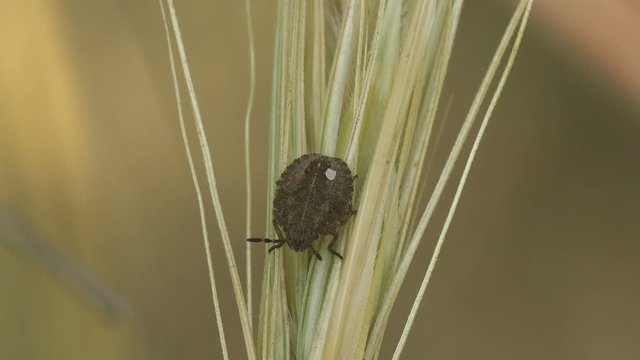 Pentatomidae Beetle, Shield Bugs sits on stalk of yellow dry grass, macro view insect