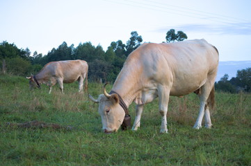 A couple of cows in a green meadow, Cantabria, Spain	