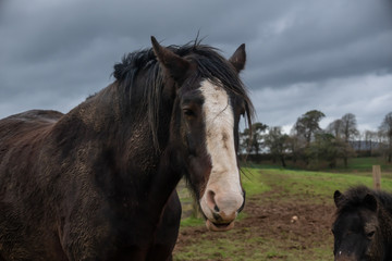 Obraz premium Close view of horse face against a dark stormy sky