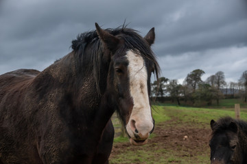 Close view of horse face against a dark stormy sky