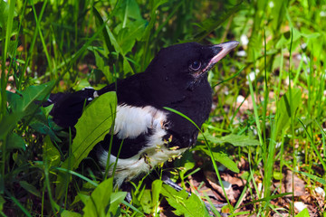 The nestling of the European magpie sits in the midst of thick green grass.