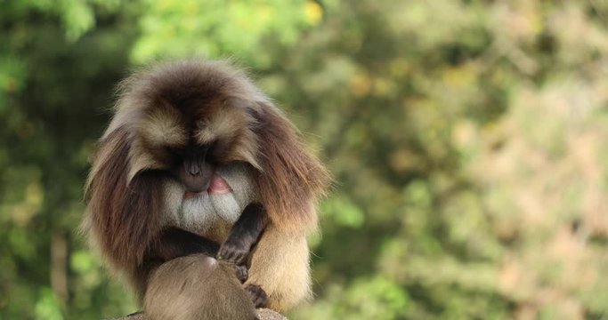 A large male Gelada Baboon (Theropithecus gelada) on a large stone keeping watch and grooming himself.