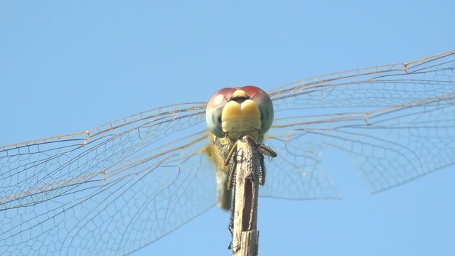 Dragonfly is order Odonata, sitting on dry stem of grass against blue sky. Macro insect