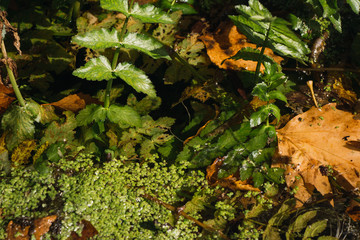 autumn leaves in water