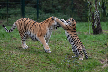 Naklejka na ściany i meble Tiger cub playing with mother