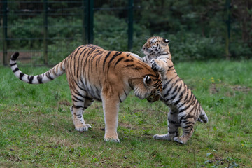 Fototapeta na wymiar Tiger cub playing with mother