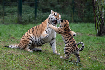 Fototapeta na wymiar Tiger cub playing with mother