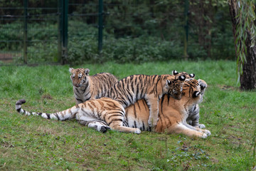 Tiger cubs playing with mother