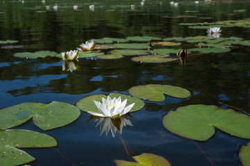 Obraz na płótnie Canvas water lily in the lake 