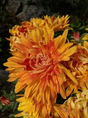orange flower,chrysanthemum,raindrop,beauty,petal,nature