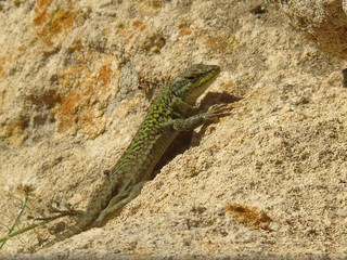 Zielona jaszczurka wygrzewa się na skale na Sardynii