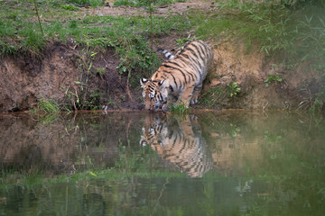 Naklejka na ściany i meble Tiger cub drinking, reflection