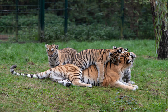 Tiger Cubs Playing With Mother