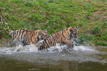 Tiger cubs playing in the water