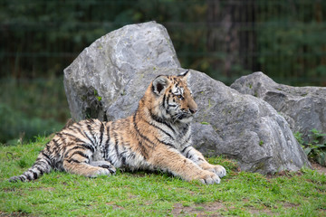 Tiger cub