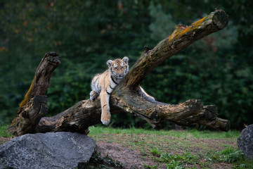 Tiger cub lying in a tree