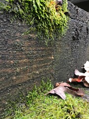 Step with green algae 