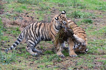Tiger Cubs playing