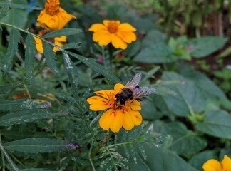 Bee on a flower,nature,beauty,bee,petal