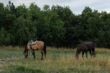 Obraz na płótnie Canvas brown and beige horses on a grassland in the forest