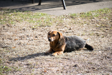 brown dog lying down on a field
