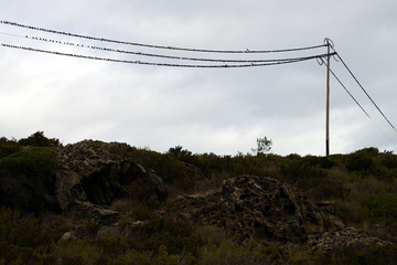 Birds on a wire, Cape of Crevs, Spain