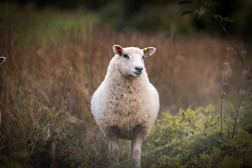 Foto op Canvas Curious sheep in an autumnal Hampshire field © Mogzy