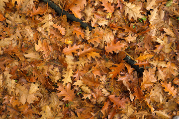 Herbstlaub mit gelben und braunen Blättern - Stockfoto