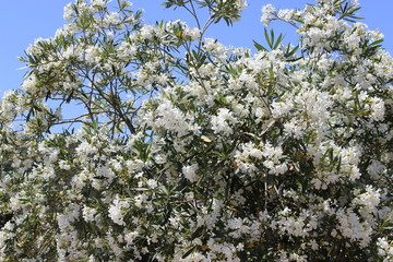 Blossoming white flowers in Crete, Greece