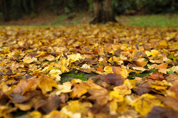 Herbstlaub mit gelben und braunen Blättern - Stockfoto