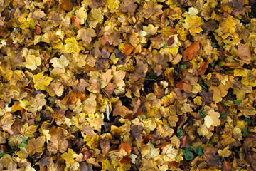 Herbstlaub mit gelben und braunen Blättern - Stockfoto